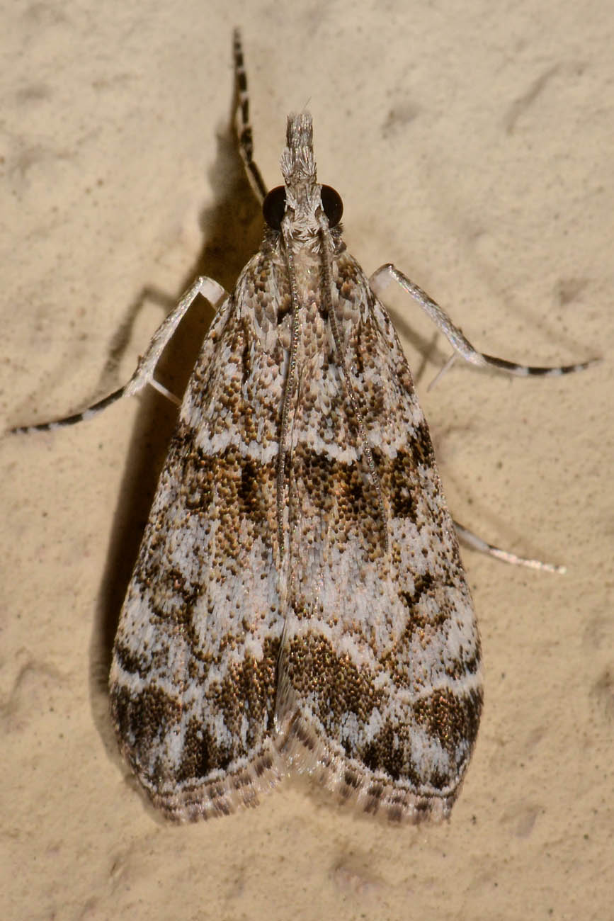 Crambidae - Eudonia mercurella